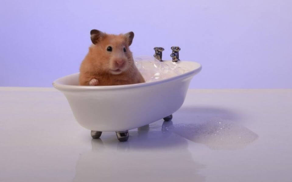 baño hamster