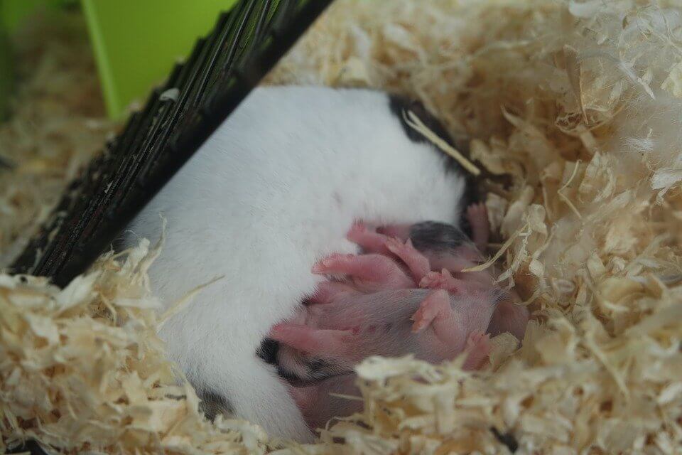 hamster embarazada