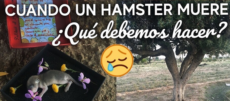 hamster muere