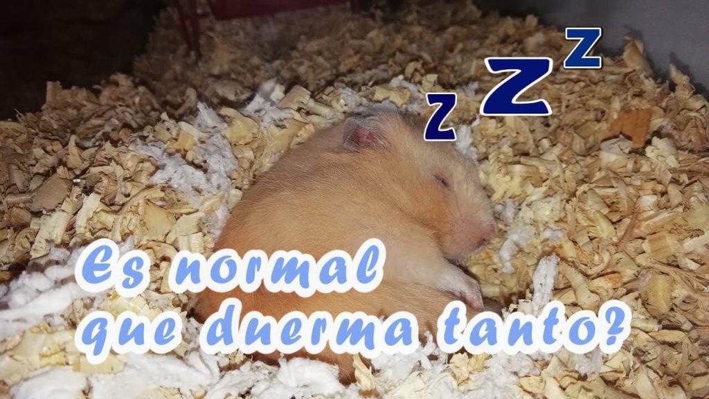 mi hamster duerme mucho (1)