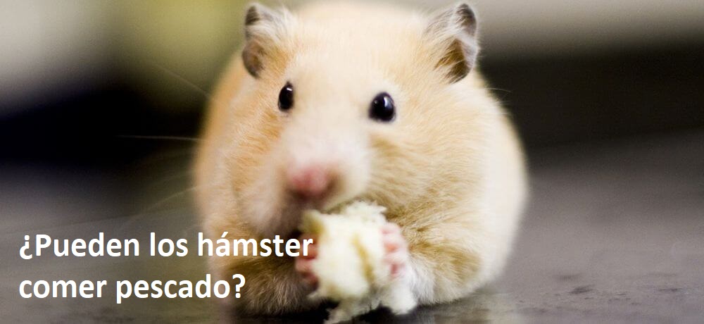 pueden los hamsters comer pescado (1)