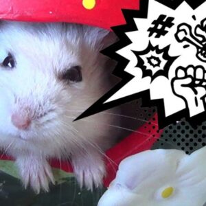 ➤ Inflamación de los Riñones en Hamsters